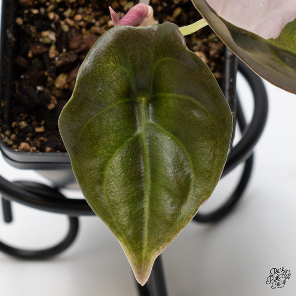 Alocasia 'Cuprea' Albo/Pink Variegated (wk45-A) *Sectoral*