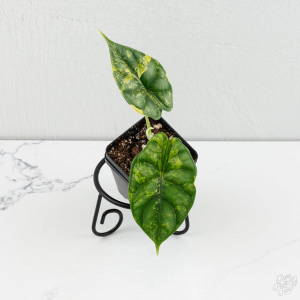 Alocasia 'Dragon Scale' aurea variegated (wk8-K)