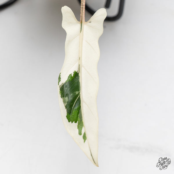 Alocasia Lauterbachiana Albo Variegated (wk48-E)