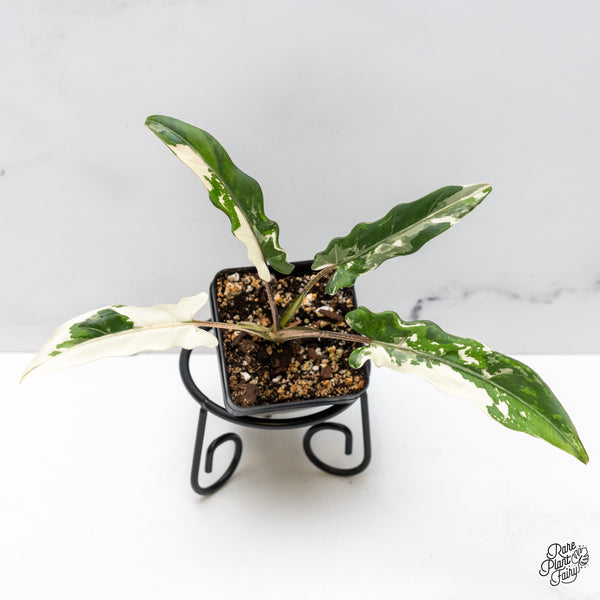 Alocasia Lauterbachiana Albo Variegated (wk48-E)