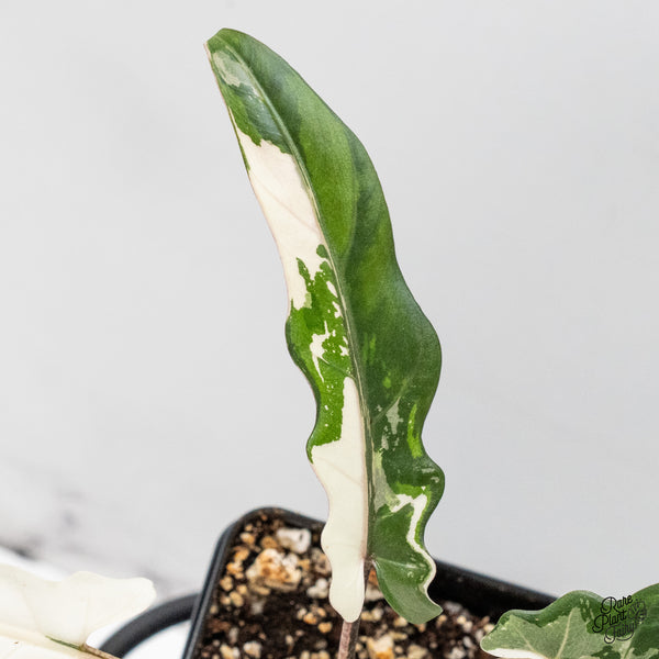 Alocasia Lauterbachiana Albo Variegated (wk48-E)