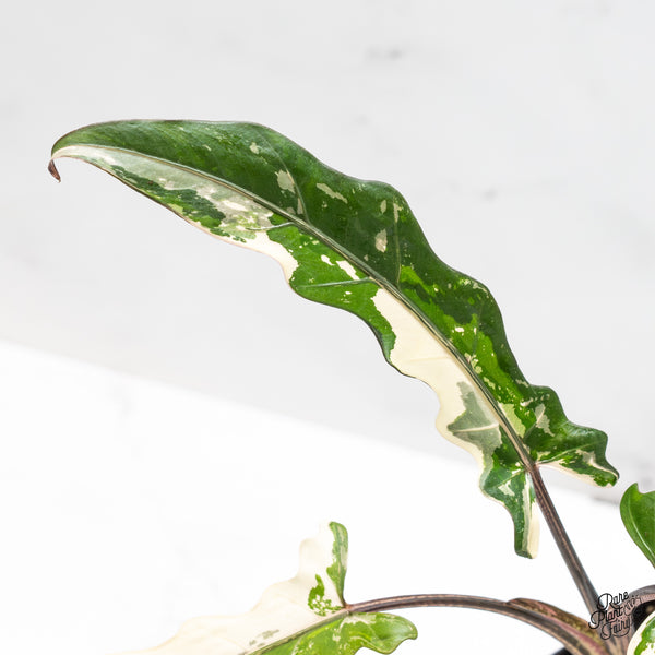Alocasia Lauterbachiana Albo Variegated (wk50-O)