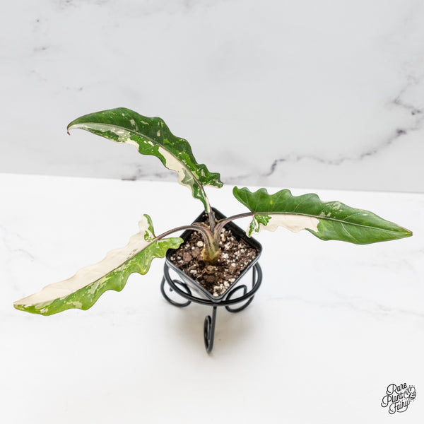 Alocasia Lauterbachiana Albo Variegated (wk50-O)