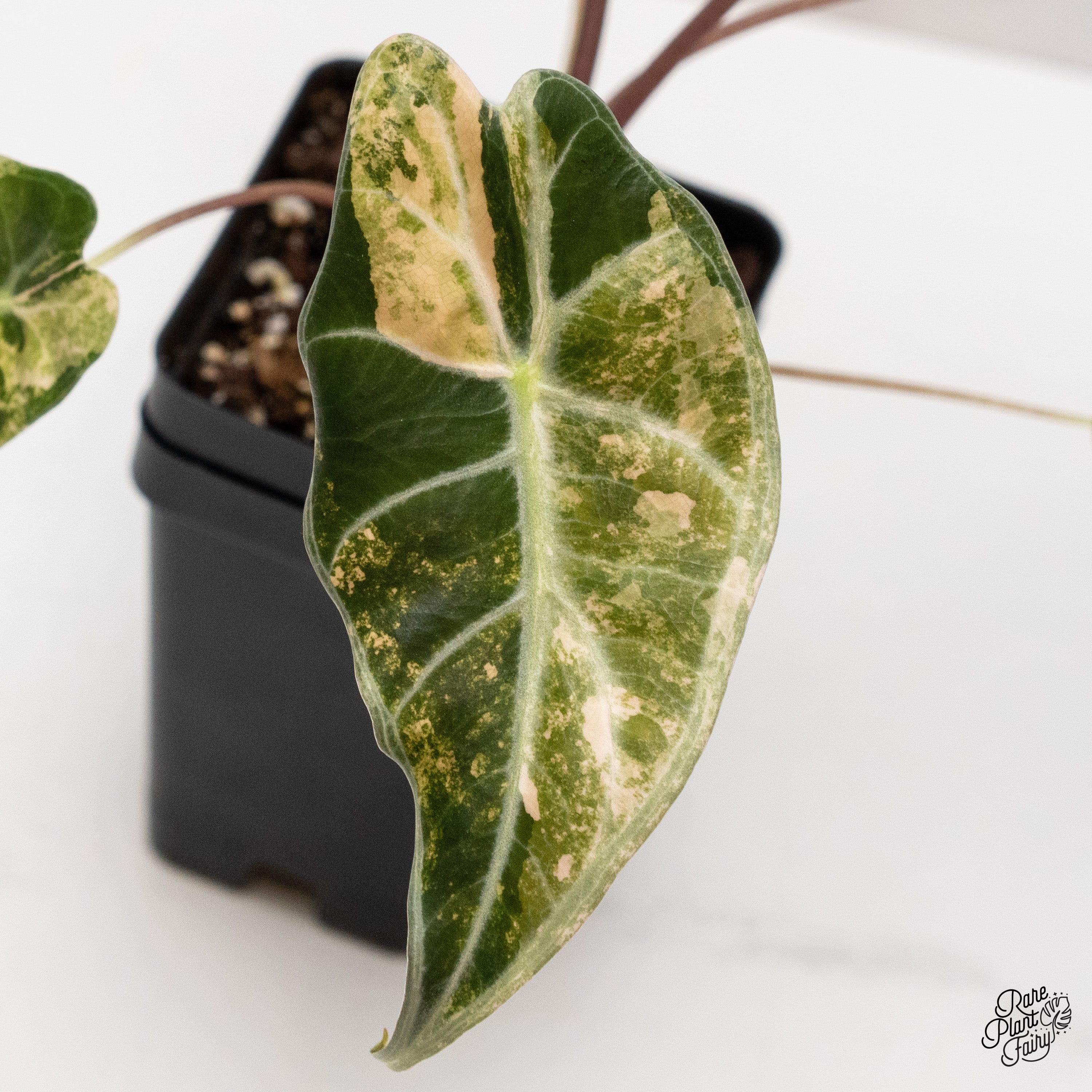アロカシアalocasia longiloba miq var How to Care for Alocasia longiloba 'Mythic': Mastering Water