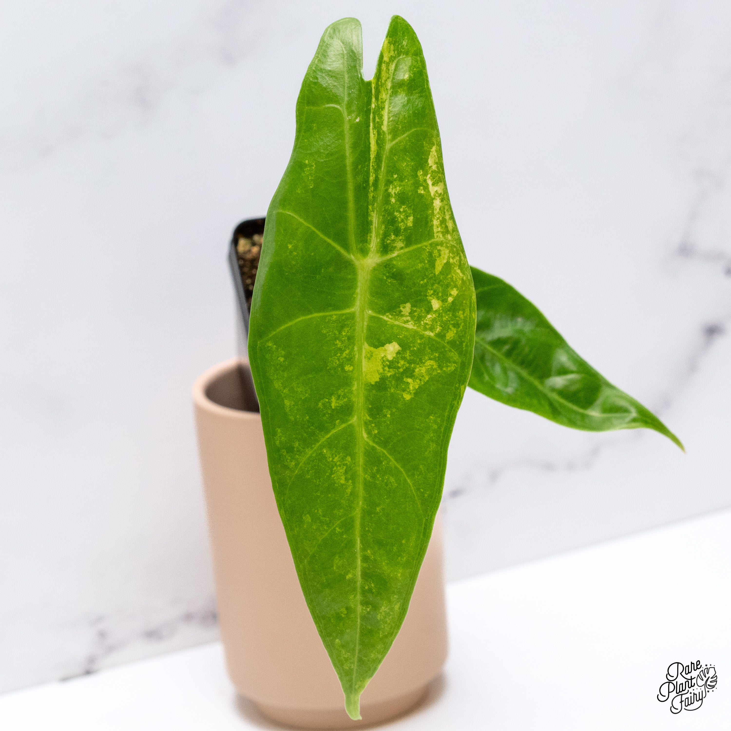 Alocasia Longiloba Aurea Variegated (wk39-D) – Rare Plant Fairy