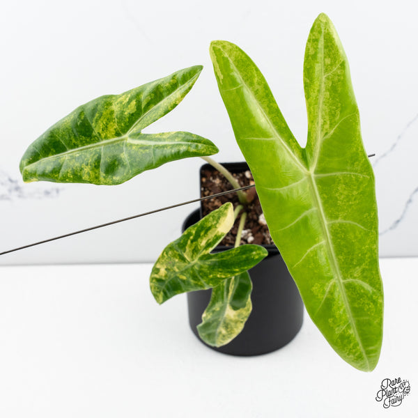 Alocasia Longiloba Aurea Variegated (wk43-T)