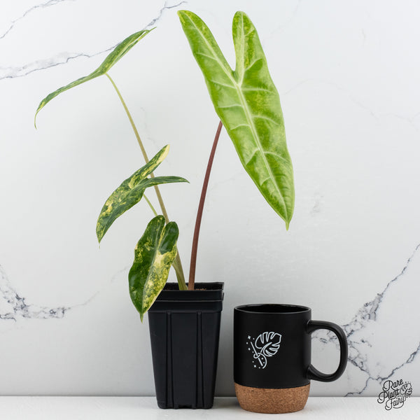 Alocasia Longiloba Aurea Variegated (wk43-T)