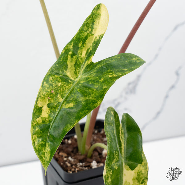 Alocasia Longiloba Aurea Variegated (wk43-T)