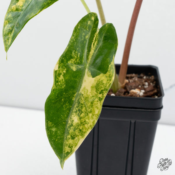 Alocasia Longiloba Aurea Variegated (wk43-T)