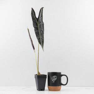 Alocasia Longiloba 'Purple' (wk34-U36)