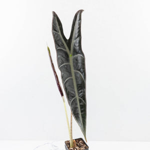 Alocasia Longiloba 'Purple' (wk34-U36)