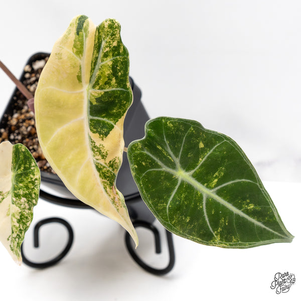 Alocasia Longiloba 'Grandis' Variegated (wk43-E)