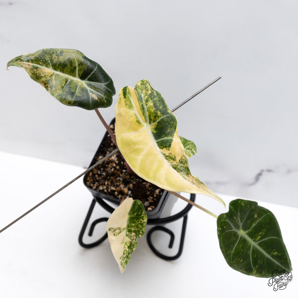 Alocasia Longiloba 'Grandis' Variegated (wk43-E)