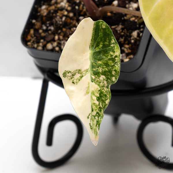 Alocasia Longiloba 'Grandis' Variegated (wk43-E)