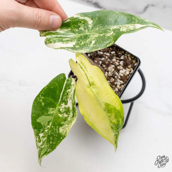 Alocasia Longiloba Albo Variegated (wk48-D)