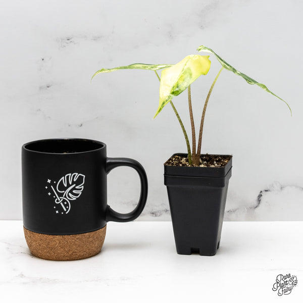 Alocasia Longiloba Albo Variegated (wk48-D)