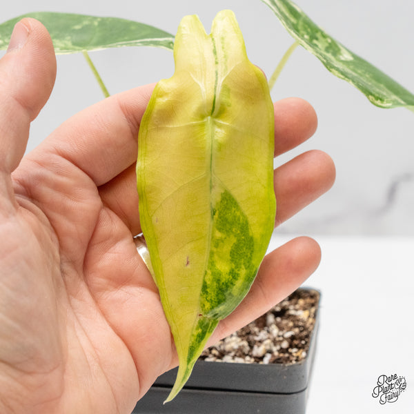 Alocasia Longiloba Albo Variegated (wk48-D)