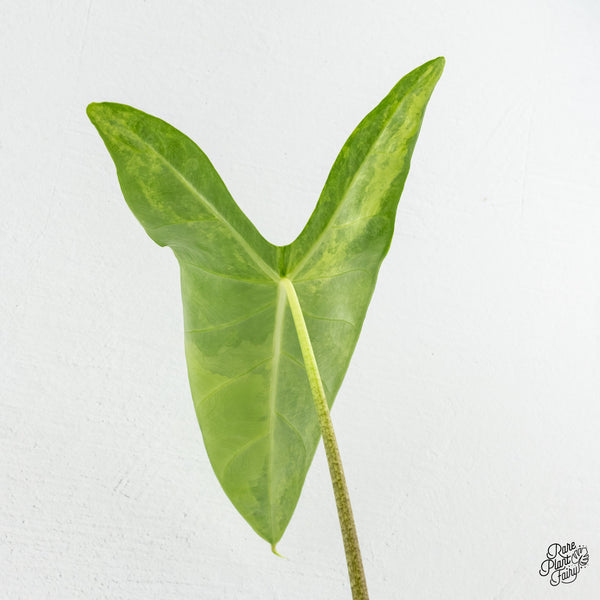 Alocasia Longiloba Albo Variegated (wk6-T)