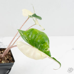 Alocasia Macrorrhiza 'Stingray' Albo Variegated (wk18-UE)