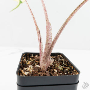 Alocasia Macrorrhiza 'Stingray' Albo Variegated (wk18-UE)