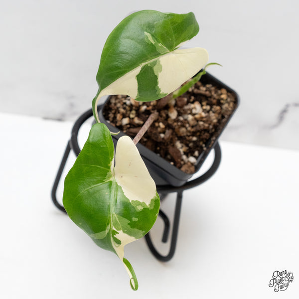 Alocasia Macrorrhiza 'Stingray' Albo Variegated (wk44-K)