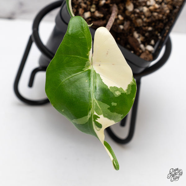 Alocasia Macrorrhiza 'Stingray' Albo Variegated (wk44-K)
