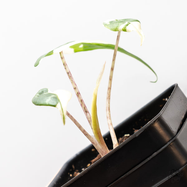 Alocasia Macrorrhiza 'Stingray' Albo Variegated (wk46-I)