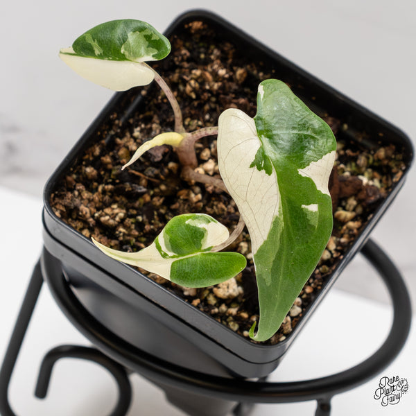 Alocasia Macrorrhiza 'Stingray' Albo Variegated (wk46-I)