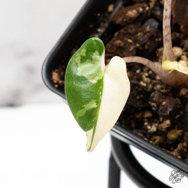Alocasia Macrorrhiza 'Stingray' Albo Variegated (wk46-I)