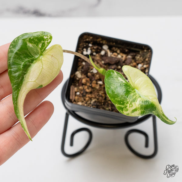 Alocasia Macrorrhiza 'Stingray' Albo Variegated (wk48-L)