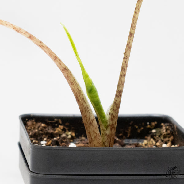 Alocasia Macrorrhiza 'Stingray' Albo Variegated (wk48-L)