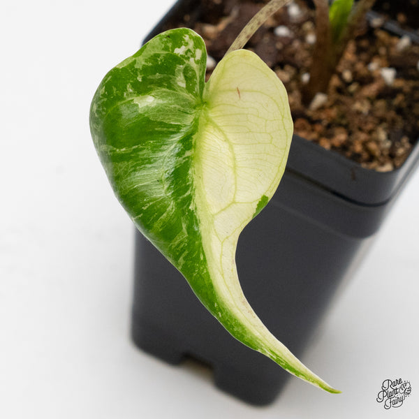 Alocasia Macrorrhiza 'Stingray' Albo Variegated (wk48-L)