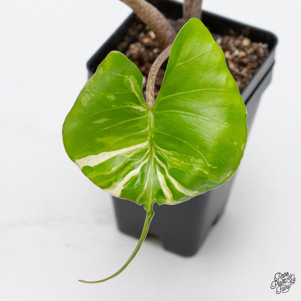 Alocasia Macrorrhiza 'Stingray' Albo Variegated (wk49-L)