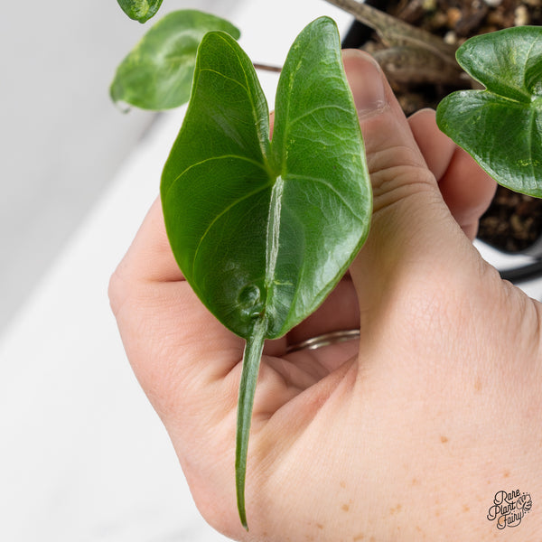 Alocasia Macrorrhiza 'Stingray' Albo Variegated (wk50-J)