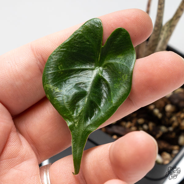 Alocasia Macrorrhiza 'Stingray' Albo Variegated (wk50-J)