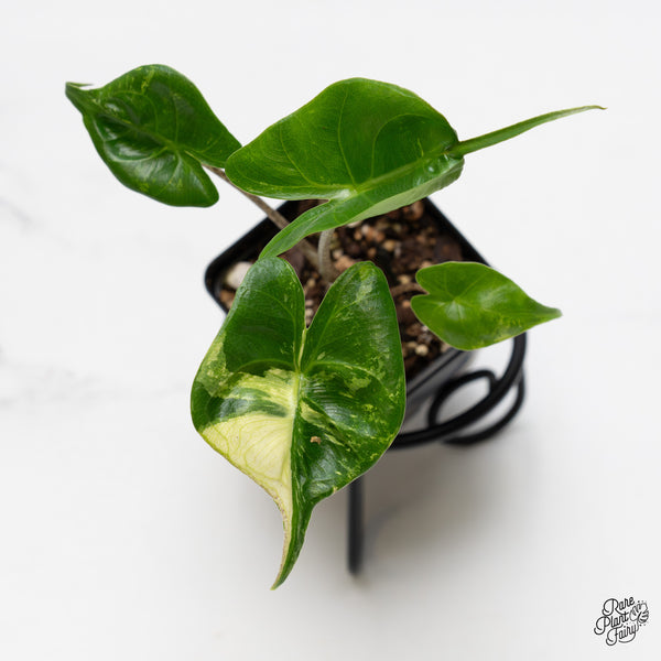 Alocasia Macrorrhiza 'Stingray' Albo Variegated (wk50-J)