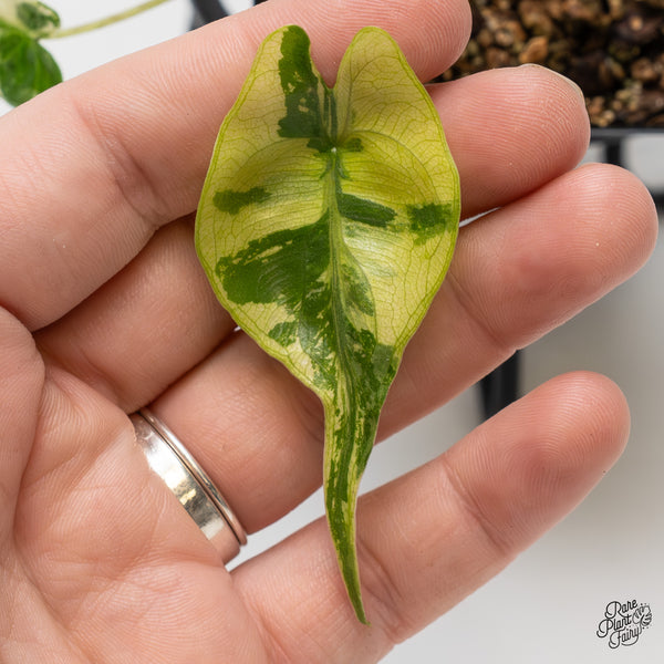 Alocasia Macrorrhiza 'Stingray' Albo Variegated (wk50-Q)