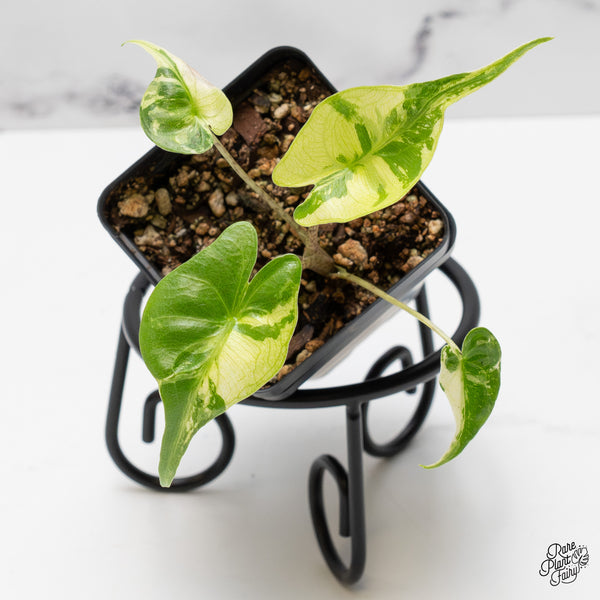 Alocasia Macrorrhiza 'Stingray' Albo Variegated (wk50-Q)