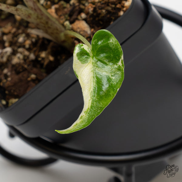 Alocasia Macrorrhiza 'Stingray' Albo Variegated (wk50-Q)