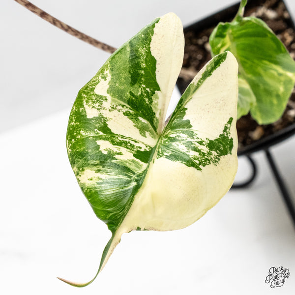 Alocasia Macrorrhiza 'Stingray' Albo Variegated (wk51-G)