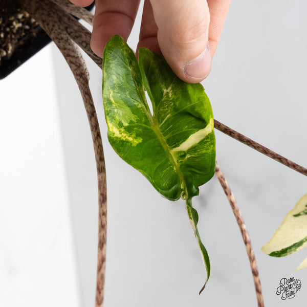 Alocasia Macrorrhiza 'Stingray' Albo Variegated (wk51-G)