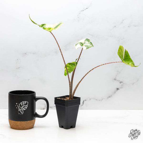 Alocasia Macrorrhiza 'Stingray' Albo Variegated (wk51-G)