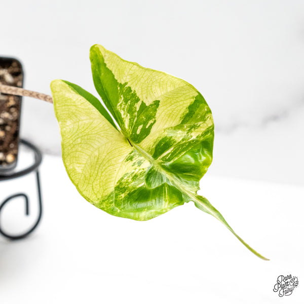 Alocasia Macrorrhiza 'Stingray' Albo Variegated (wk51-G)