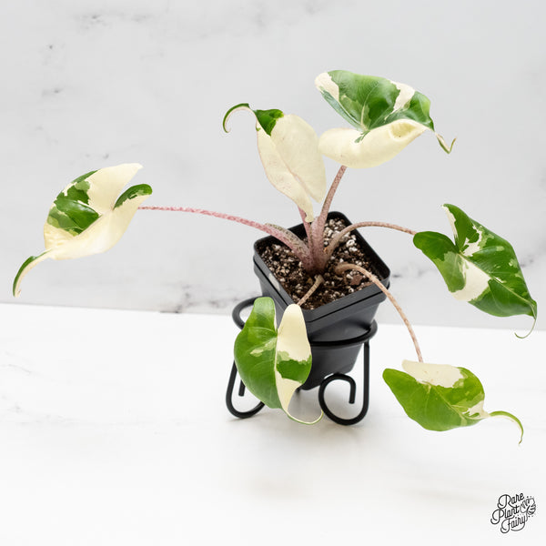 Alocasia Macrorrhiza 'Stingray' Albo Variegated (wk52-B)