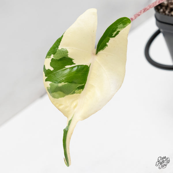 Alocasia Macrorrhiza 'Stingray' Albo Variegated (wk52-B)