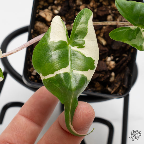 Alocasia Macrorrhiza 'Stingray' Albo Variegated (wk52-F)