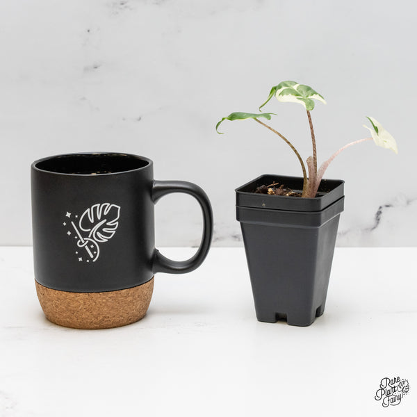 Alocasia Macrorrhiza 'Stingray' Albo Variegated (wk52-F)