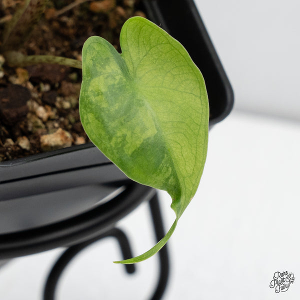 Alocasia Macrorrhiza 'Stingray' Aurea Variegated (wk43-U)