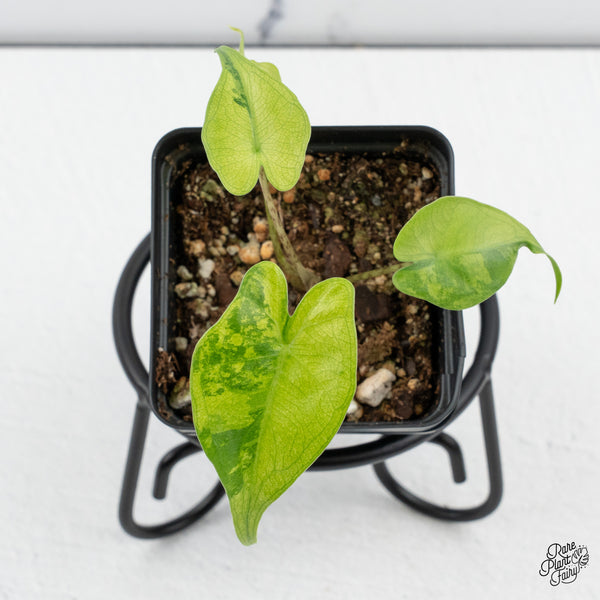 Alocasia Macrorrhiza 'Stingray' Aurea Variegated (wk43-U)
