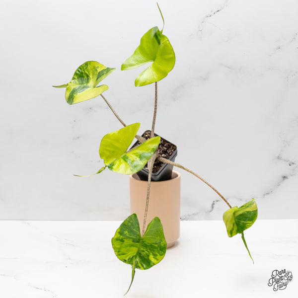 Alocasia Macrorrhiza 'Stingray' Aurea Variegated (wk48-A) *Corming Size*